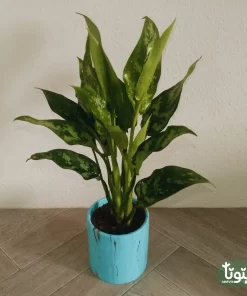 نبتة اجلونيما خضراء في اصيص سيراميك تركواز 1