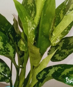 نبتة اجلونيما خضراء في اصيص سيراميك تركواز 2