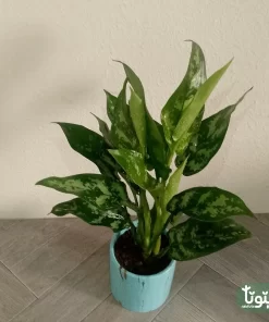 نبتة اجلونيما خضراء في اصيص سيراميك تركواز 3