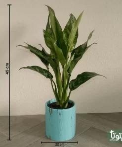 نبتة اجلونيما خضراء في اصيص سيراميك تركواز 4