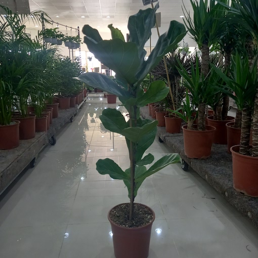 فيكس ليراتا مركن 24 سم - الصورة 4