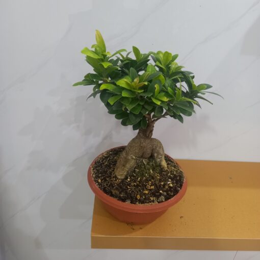 بونساي ميكروكاربا 25 - الصورة 4