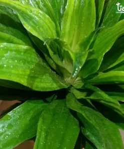 اوراق نبتة دراسينا كومباكتا