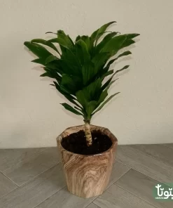 نبتة دراسينا كومباكتا في مركن سيراميك 22