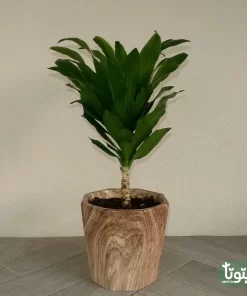 نبتة دراسينا كومباكتا في مركن سيراميك 33