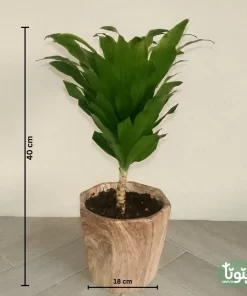 نبتة دراسينا كومباكتا في مركن سيراميك 44
