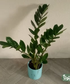 نبتة زاميا في اصيص سيراميك 3