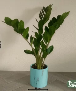 نبتة زاميا في اصيص سيراميك 4