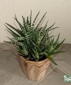 نبتة صبار هوارثيا أتينواتا في مركن سيراميك 1