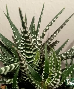 نبتة صبار هوارثيا أتينواتا في مركن سيراميك 2