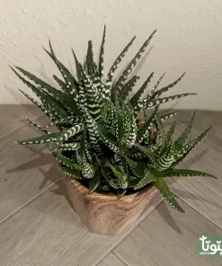 نبتة صبار هوارثيا أتينواتا في مركن سيراميك 3