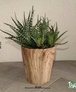 نبتة صبار هوارثيا أتينواتا في مركن سيراميك 4