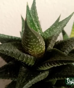 نبتة صبار هوارثيا فاشياتا في مركن سيراميك 2