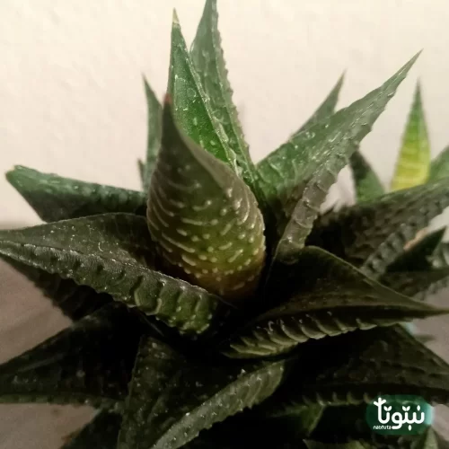 نبتة صبار هوارثيا فاشياتا في مركن سيراميك 2