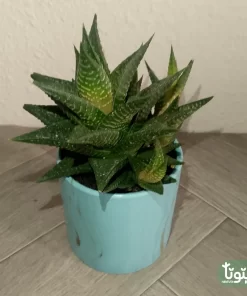 نبتة صبار هوارثيا فاشياتا في مركن سيراميك 3