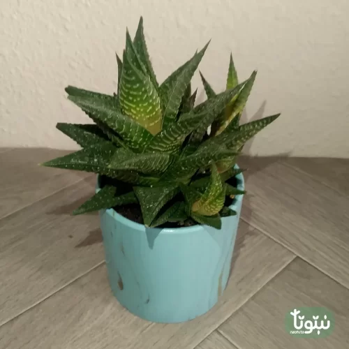 نبتة صبار هوارثيا فاشياتا في مركن سيراميك 3