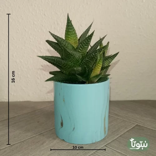 نبتة صبار هوارثيا فاشياتا في مركن سيراميك 4