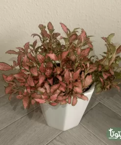 نبتة فيتونيا أحمر في أصيص سيراميك 1