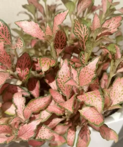 نبتة فيتونيا أحمر في أصيص سيراميك 2