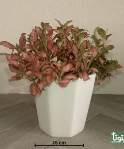 نبتة فيتونيا أحمر في أصيص سيراميك 4