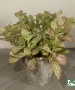 نبتة فيتونيا وردي في أصيص سيراميك 1