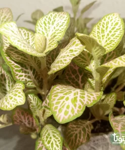 نبتة فيتونيا وردي في أصيص سيراميك 2