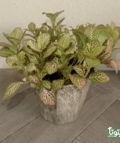 نبتة فيتونيا وردي في أصيص سيراميك 3