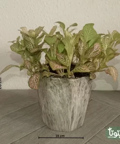 نبتة فيتونيا وردي في أصيص سيراميك 4