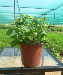 نعناع بلدي - مركن 15 سم