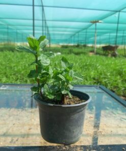 نعناع بلدي – مركن 9 سم