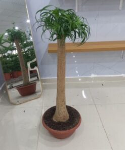 نولينا رجل الفيل 90 سم - مركن 35 سم