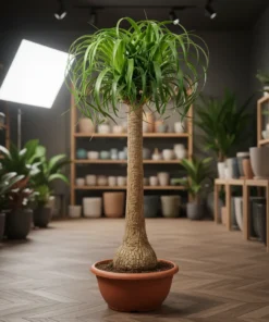 نبتة نولينا رجل الفيل