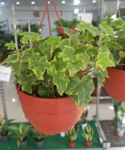 هيدرا علاقي - مركن 22 سم