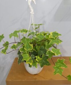 هيدرا علاقي - مركن 15 سم⁩