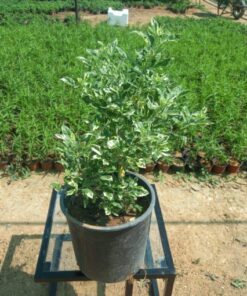 وايتكس مركن 25 سم