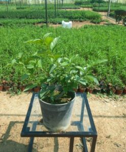 ياسمين أسترالي مركن 20 سم