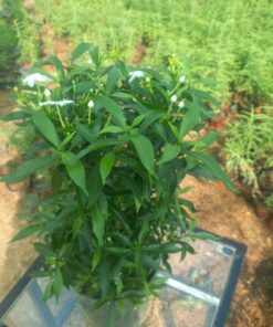 ياسمين تركي - مركن 16 سم