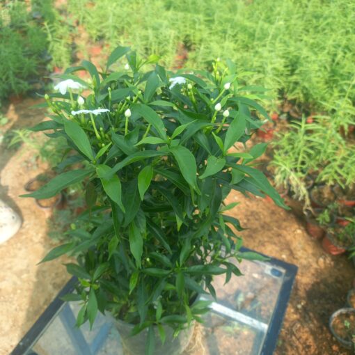 ياسمين تركي - مركن 16 سم