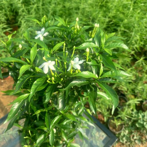 ياسمين تركي - مركن 16 سم - الصورة 3