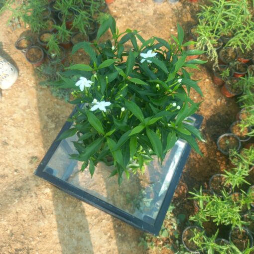 ياسمين تركي - مركن 16 سم - الصورة 4