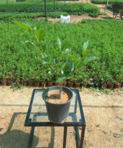 ياسمين فرنسي مركن 20 سم