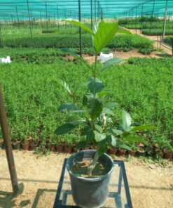 ياسمين فرنسي مركن 25 سم