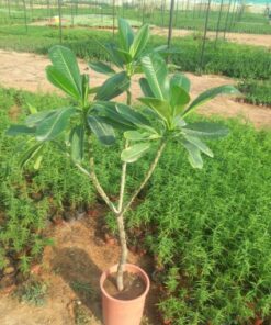 ياسمين هندي - مركن 28 سم