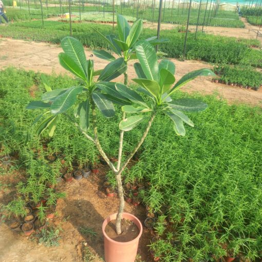 ياسمين هندي - مركن 28 سم