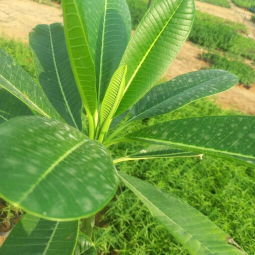 ياسمين هندي - مركن 28 سم - الصورة 2