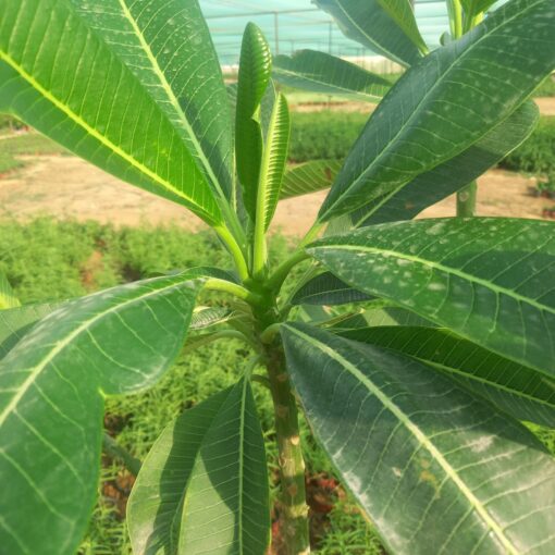 ياسمين هندي - مركن 28 سم - الصورة 3