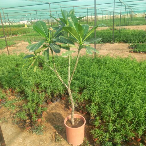 ياسمين هندي - مركن 28 سم - الصورة 4