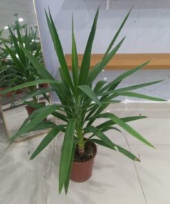 يوكا 1 ساق مركن 24 سم