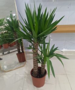 يوكا 2 ساق - مركن 24 سم