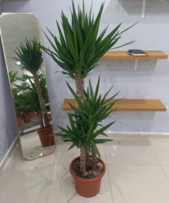 يوكا 3 سيقان - مركن 15 لتر